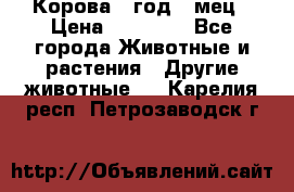 Корова 1 год 4 мец › Цена ­ 27 000 - Все города Животные и растения » Другие животные   . Карелия респ.,Петрозаводск г.